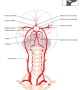 Blood supply to the brain
