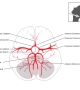 The Circle of Willis