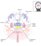 Cross section of the mid brain