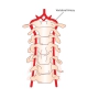 Vertebral Artery