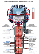More information on Parkinson's Disease